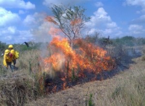 incendio-forestal2